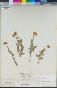 Spiraea splendens image