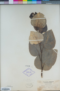 Populus trichocarpa image