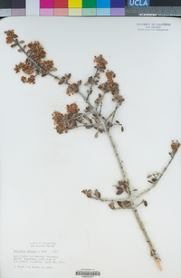 Ceanothus greggii image