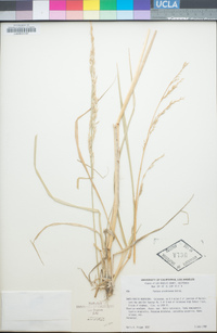 Festuca arundinacea image