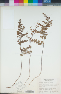 Adiantum jordanii image