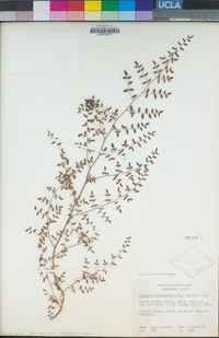Pellaea andromedifolia image