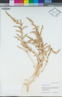 Amaranthus hybridus image