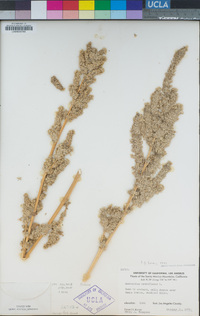 Amaranthus retroflexus image