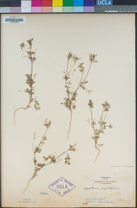 Apiastrum angustifolium image