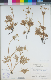 Sanicula arguta image