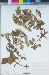 Ageratina adenophora image