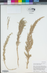 Artemisia tridentata subsp. parishii image