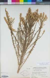 Ericameria palmeri var. pachylepis image