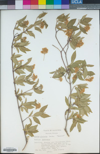 Cornus glabrata image