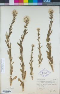 Pseudognaphalium californicum image