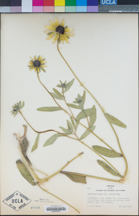 Rudbeckia hirta image