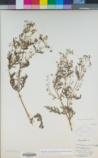 Eucrypta chrysanthemifolia image