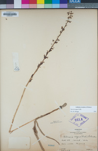 Piperia elongata image