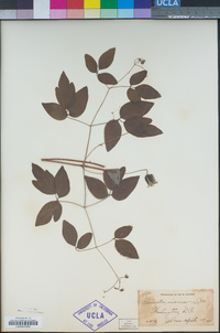 Clematis viorna image