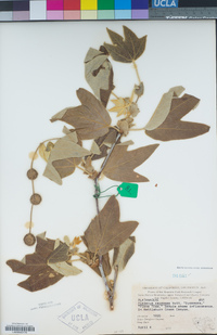 Platanus racemosa image