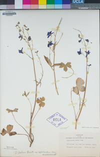 Delphinium patens image