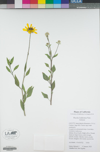 Encelia californica image