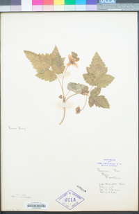 Rubus spectabilis image