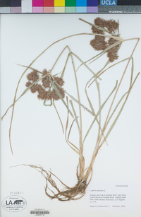 Cyperus odoratus image