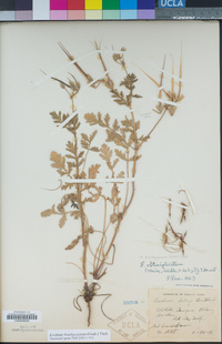 Erodium brachycarpum image