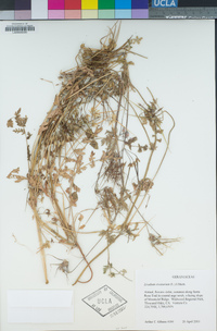 Erodium cicutarium image