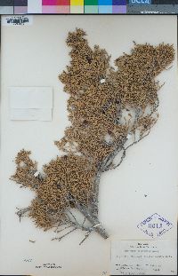 Juniperus scopulorum image