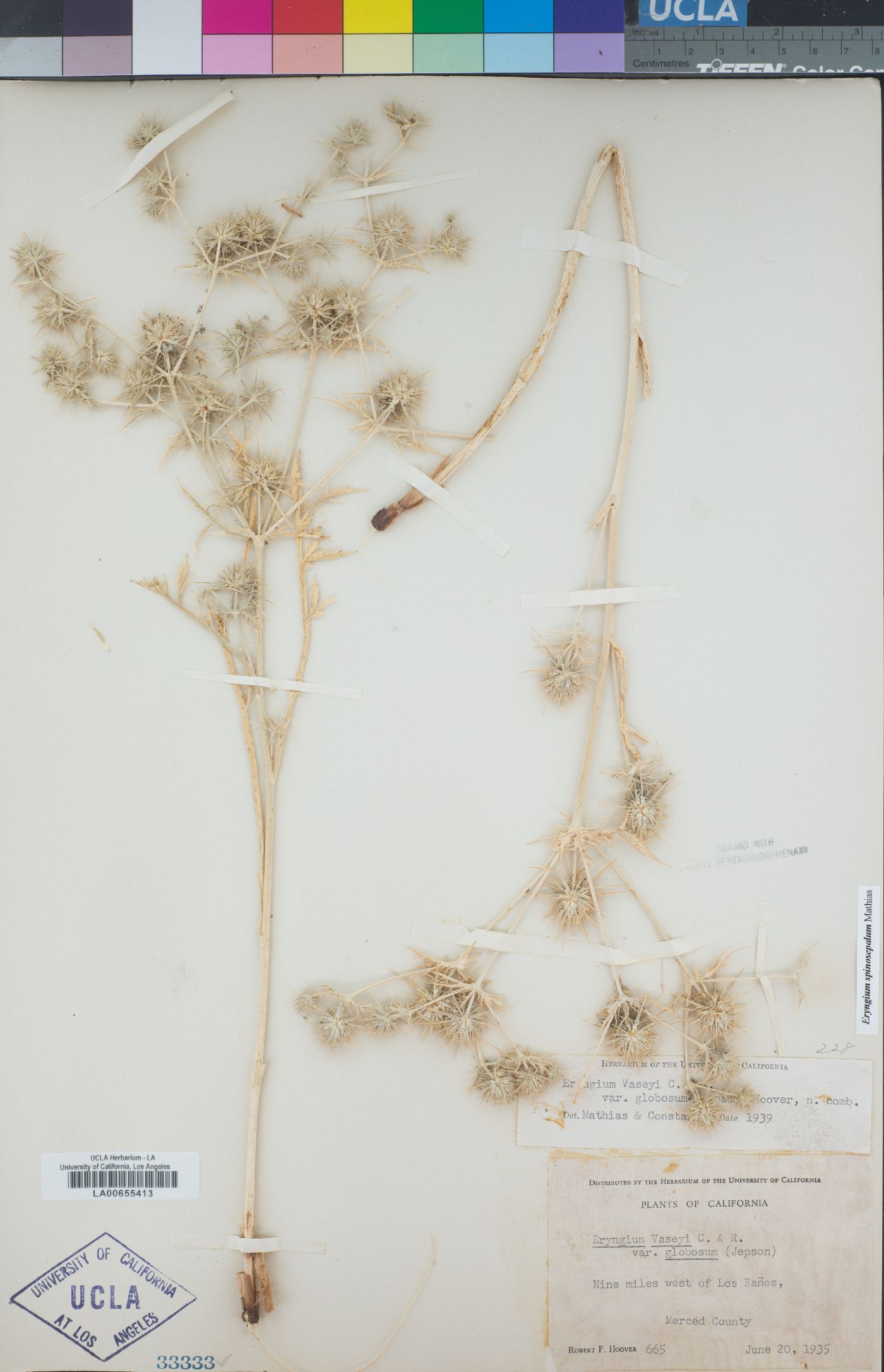 Eryngium spinosepalum image