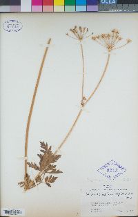 Angelica capitellata image