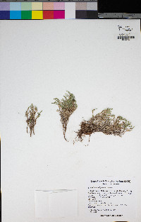 Selaginella bigelovii image