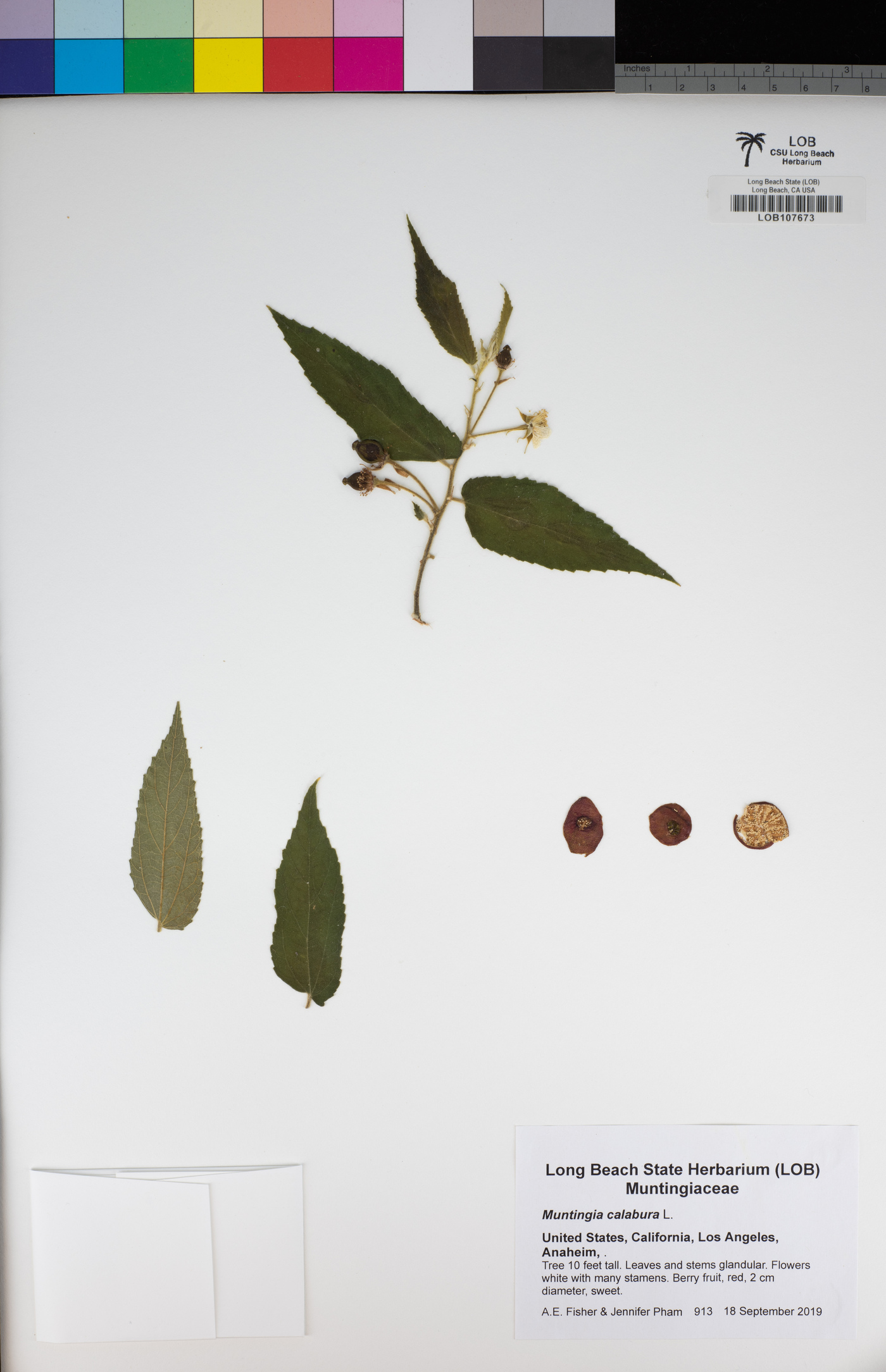 Muntingiaceae image