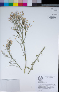 Baccharis sarothroides image