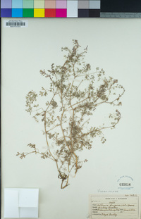 Adlumia fungosa image