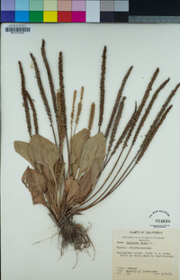 Plantago major image