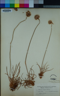 Image of Armeria vulgaris