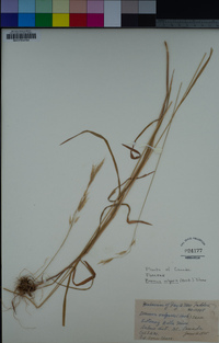 Bromus vulgaris image