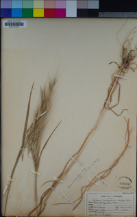 Bromus diandrus image