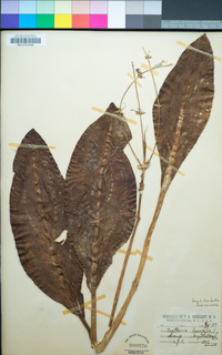 Image of Sagittaria lancifolia