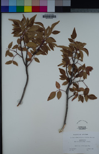 Rhus choriophylla image