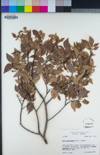 Rhus choriophylla image