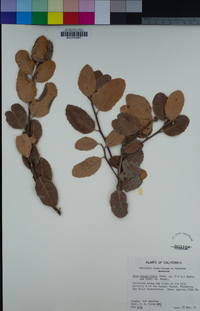 Rhus integrifolia image