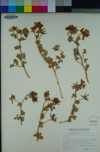 Acmispon grandiflorus var. grandiflorus image