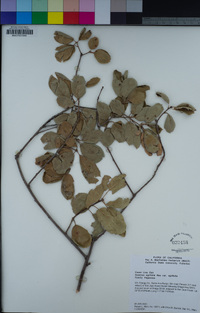 Quercus agrifolia image