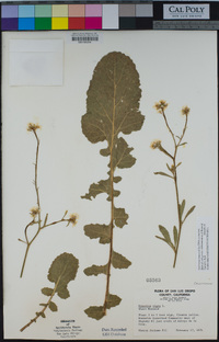 Brassica nigra image