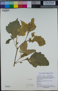 Brassica nigra image