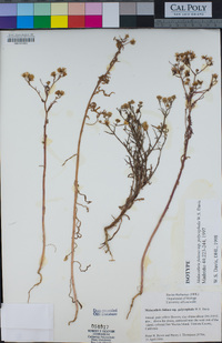 Malacothrix foliosa subsp. polycephala image