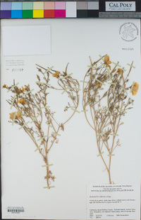 Eschscholzia californica image