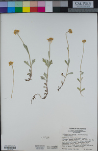 Eriophyllum lanatum image