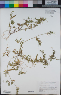 Vicia sativa subsp. nigra image