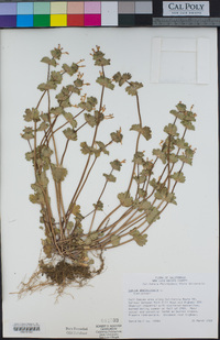 Lamium amplexicaule image